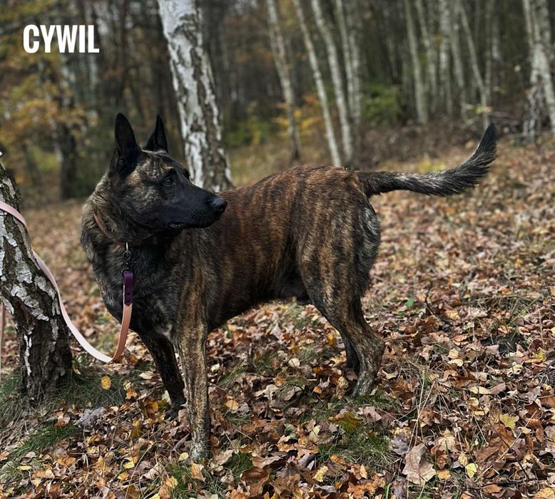 Owczarek holenderski, 4 letni, adopcja za darmo oddam