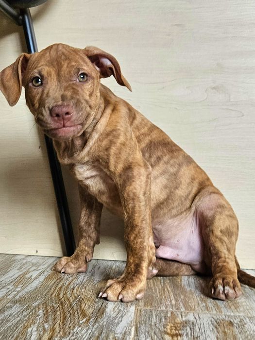 Щенки американского питбультерьера.