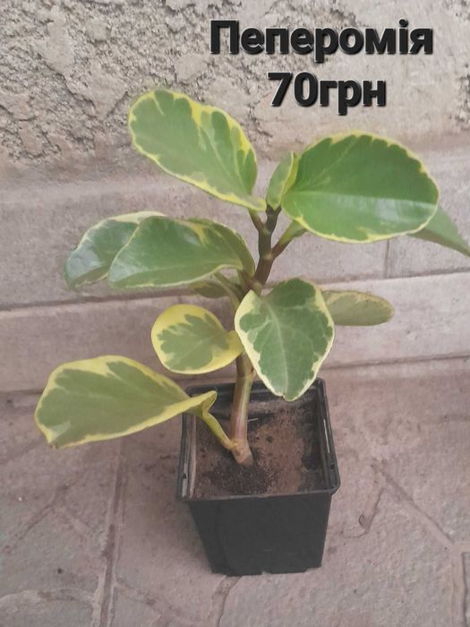 Кімнатні рослини в наявності