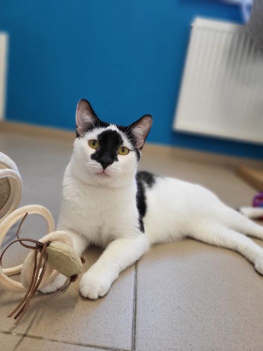 Młody kocurek Stix do adopcji