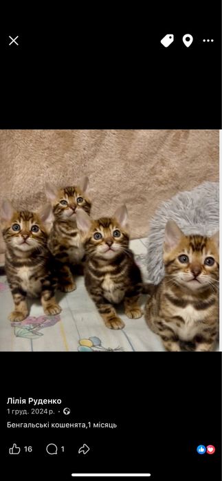 Бенгальські кошенята,бенгал окрас марбл