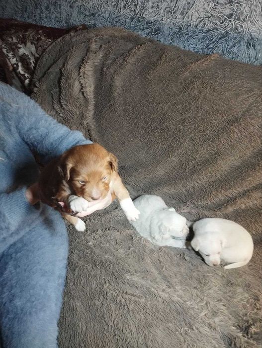 Цуценята чіхуа та коргі