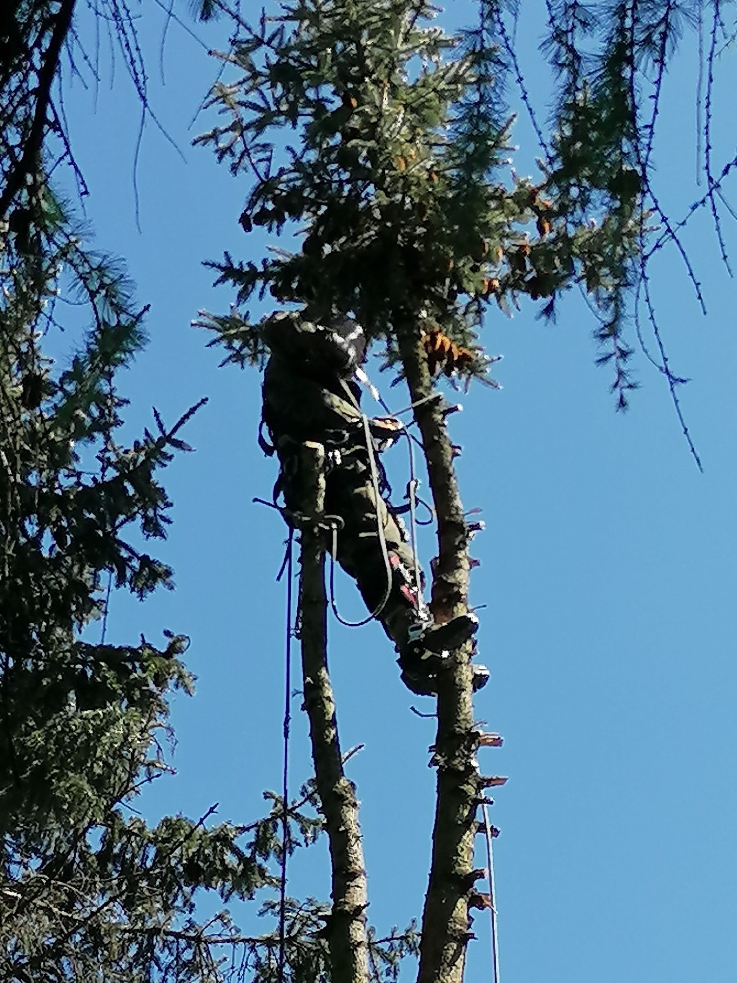 WYCINKA i pielęgnacja drzew