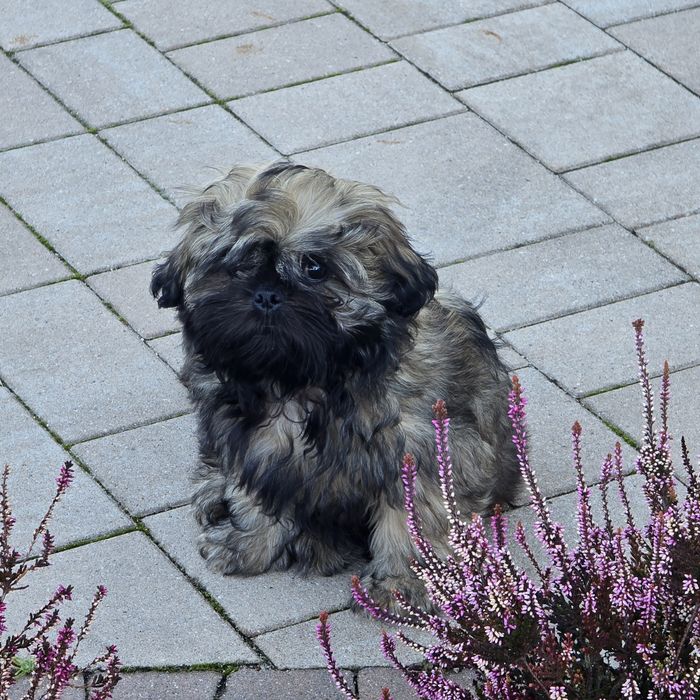 Shih tzu szczeniaczek