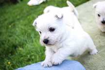 West Highland White Terrier szczeniaki ZKWP FCI