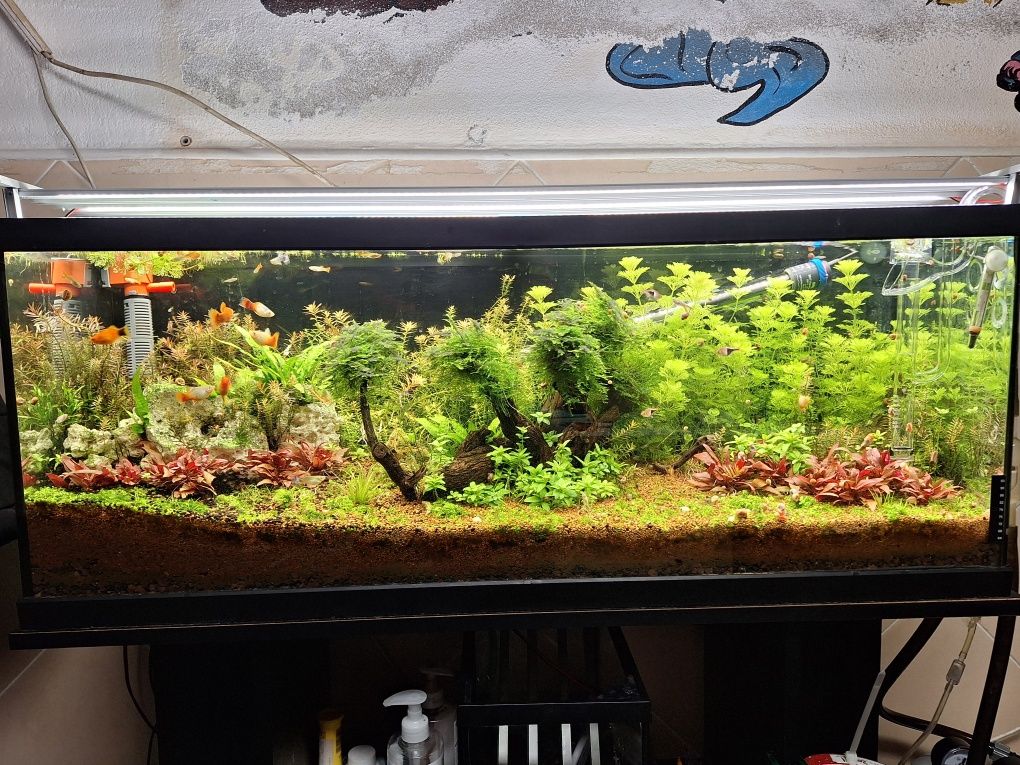 Aquario plantado 100x30x40cm