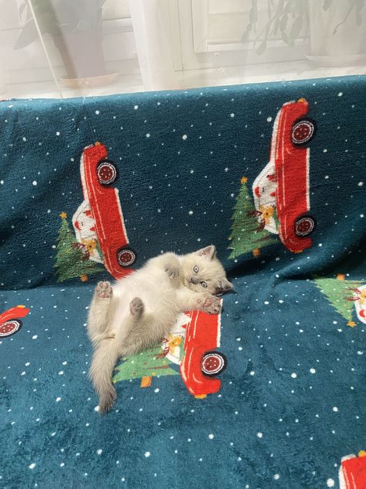 Продам чистокровних шотландських плюшевих кошенят