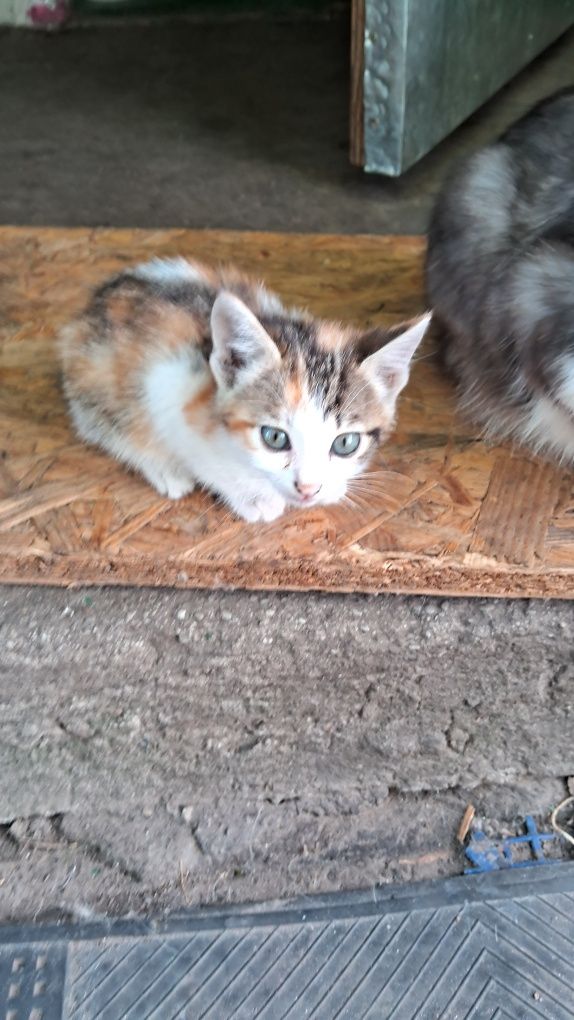 Отдам котят в хорошие ручки