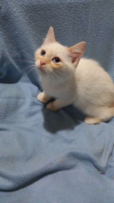 Котеня, котенята, кіт, котик, котёнок, кот з притулку