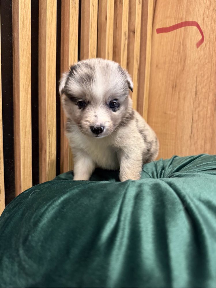 Suczka Blue merle Border Collie