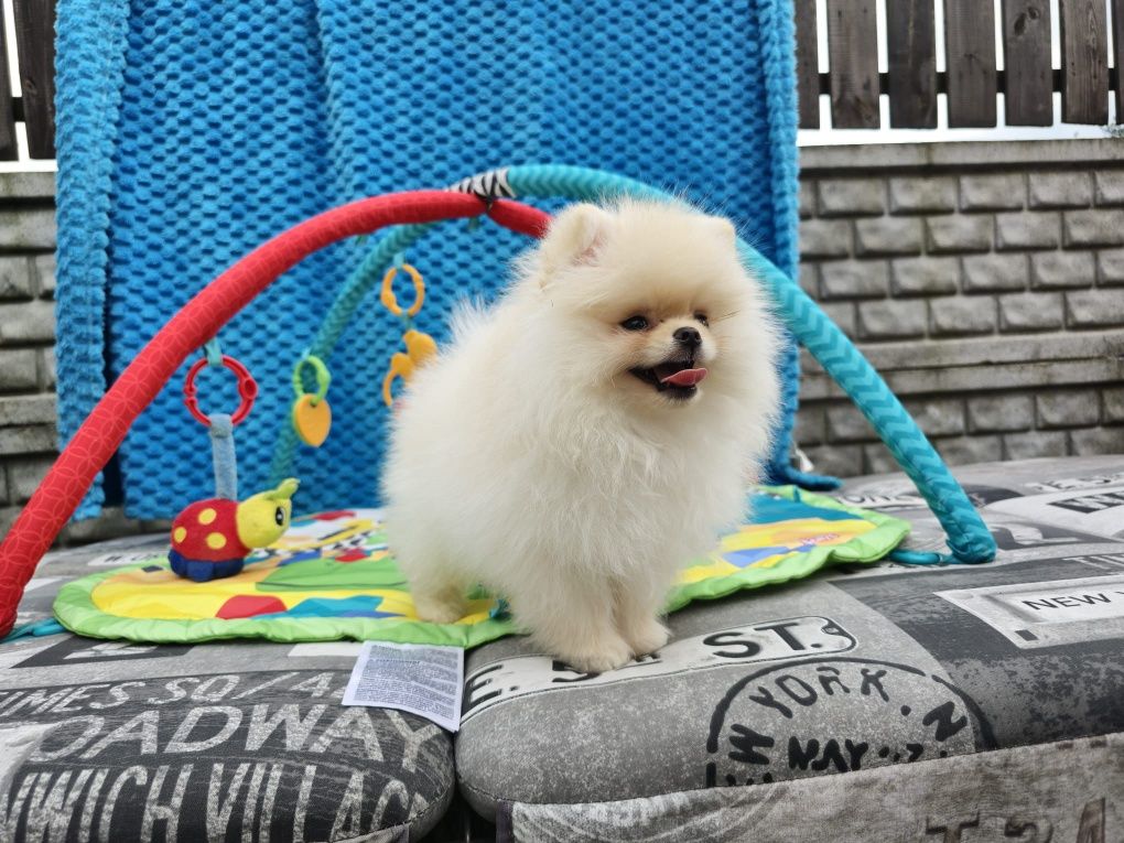 Szpic miniaturowy pomeranian Zkwp