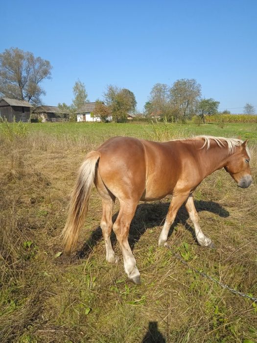 Продам лошака два років деталі за номером телефону