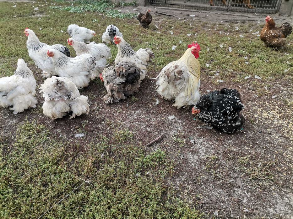 Kochin miniaturowy karzełek