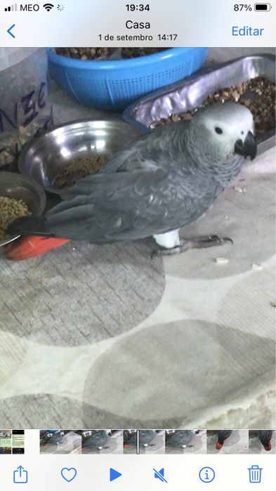 Papagaio Cauda Vermelha /Femea