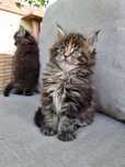 Maine Coon kotka z rodowodem