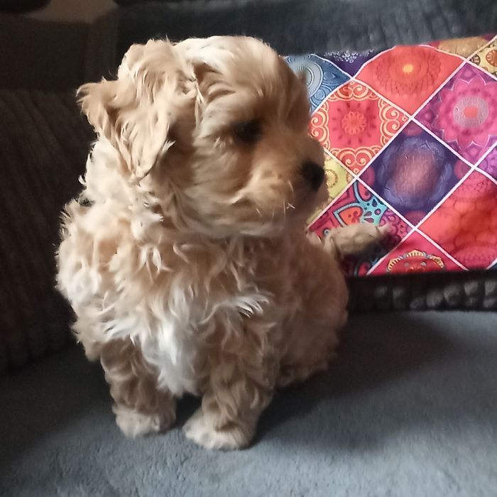 Maltipoo F1-chłopczyk*małopolska