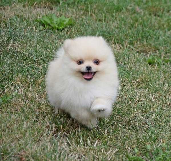 Piesek Pomeranian- Olek- gotowy na kochający dom