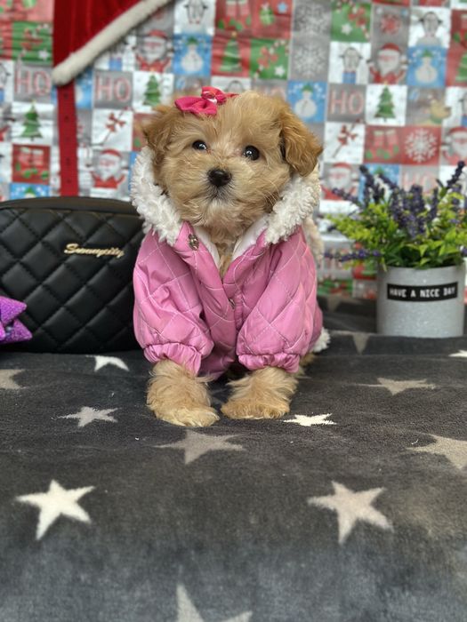 Мальтипу карамельні цуценята. Мальтіпушки