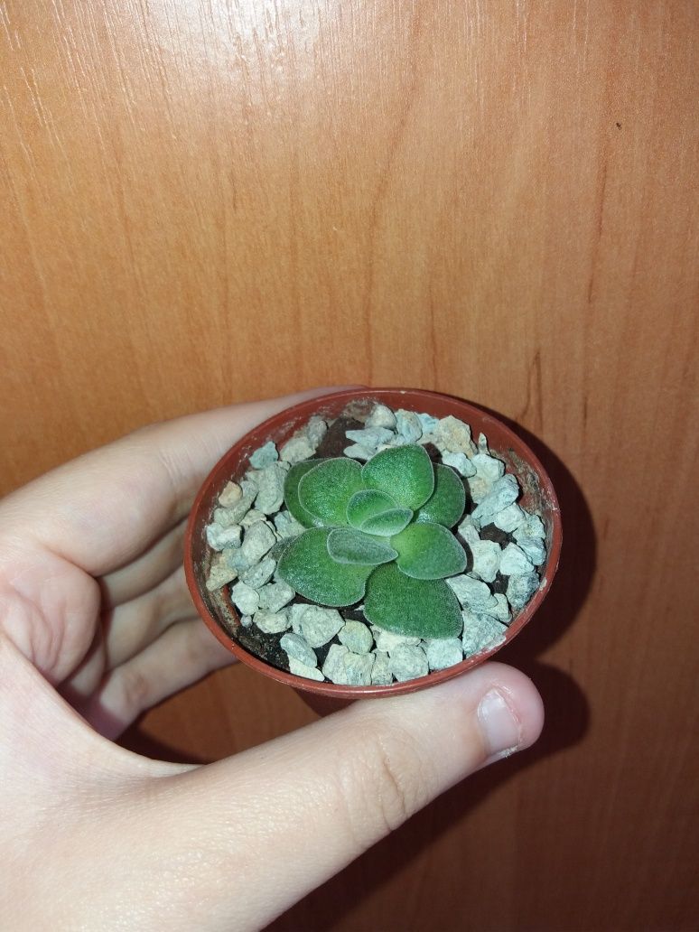 crassula sericea var. velutina