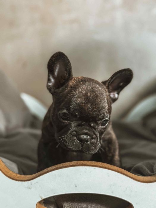 Gracjan Buldog francuski ZKWP