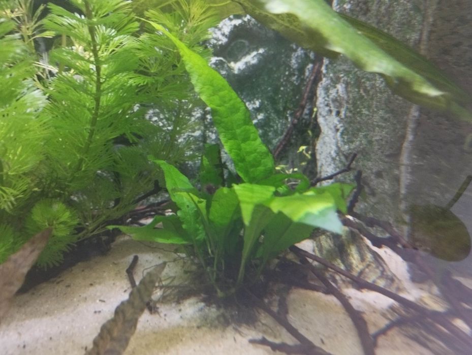 Anubias roślina akwariowa