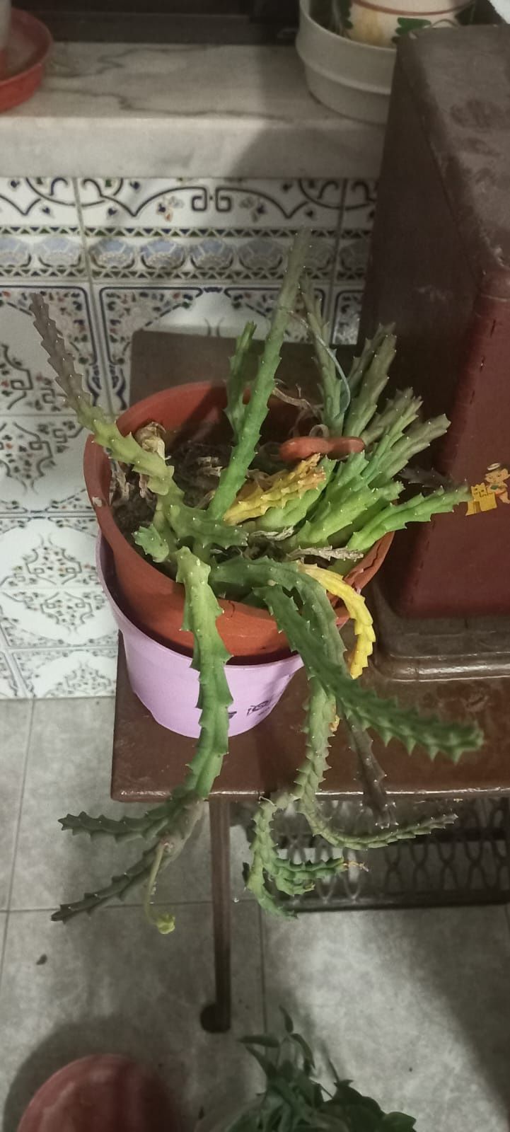 Plantas variadas