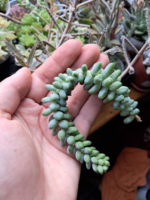 Sedum buritto rozchodnik morgana