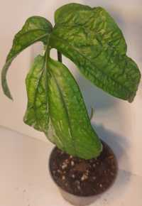 Amydrium variegata