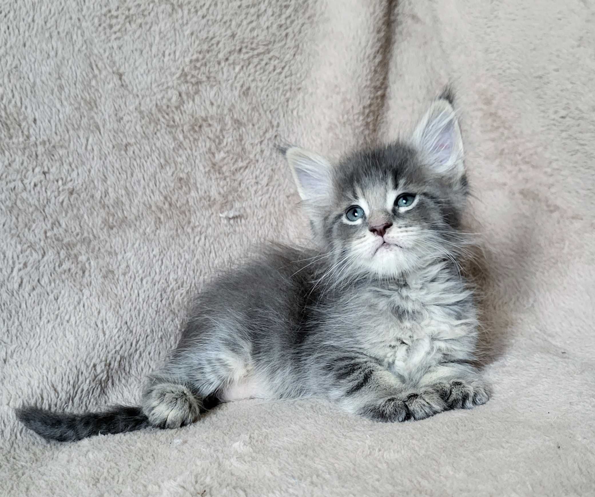 Chłopiec maine coon niebieski pręgowany FPL