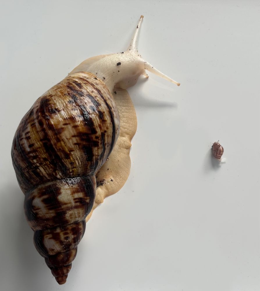 Ślimak olbrzymi afrykański gigant (Achatina reticulata)