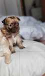 chihuahua  piesek samczyk piękny długowłosy
