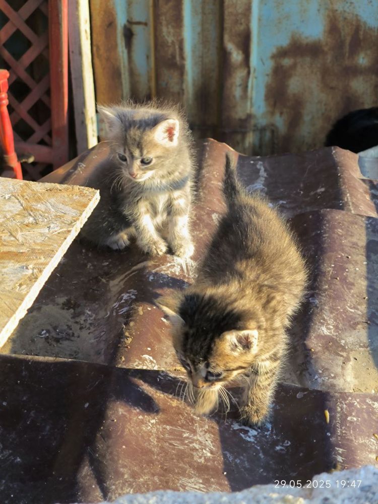 СРОЧНО! Котятам нужен дом! Остались без мамы.