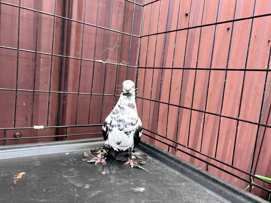 Motyl Warszawski 2023r Samica