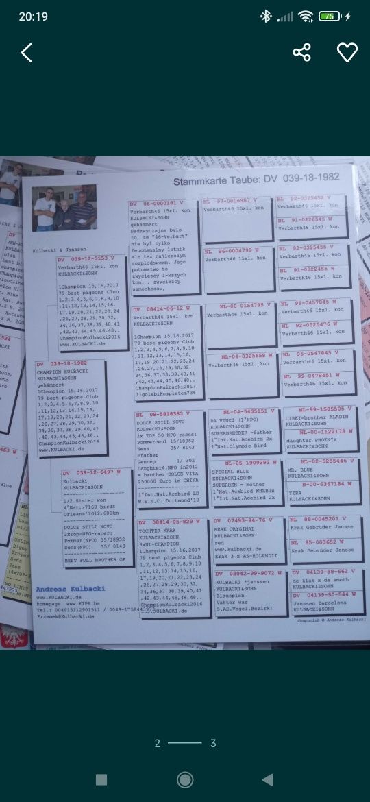 Samiec Kulbacki gołąb pocztowy