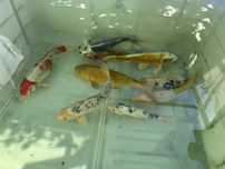 Carpas KOI adultas