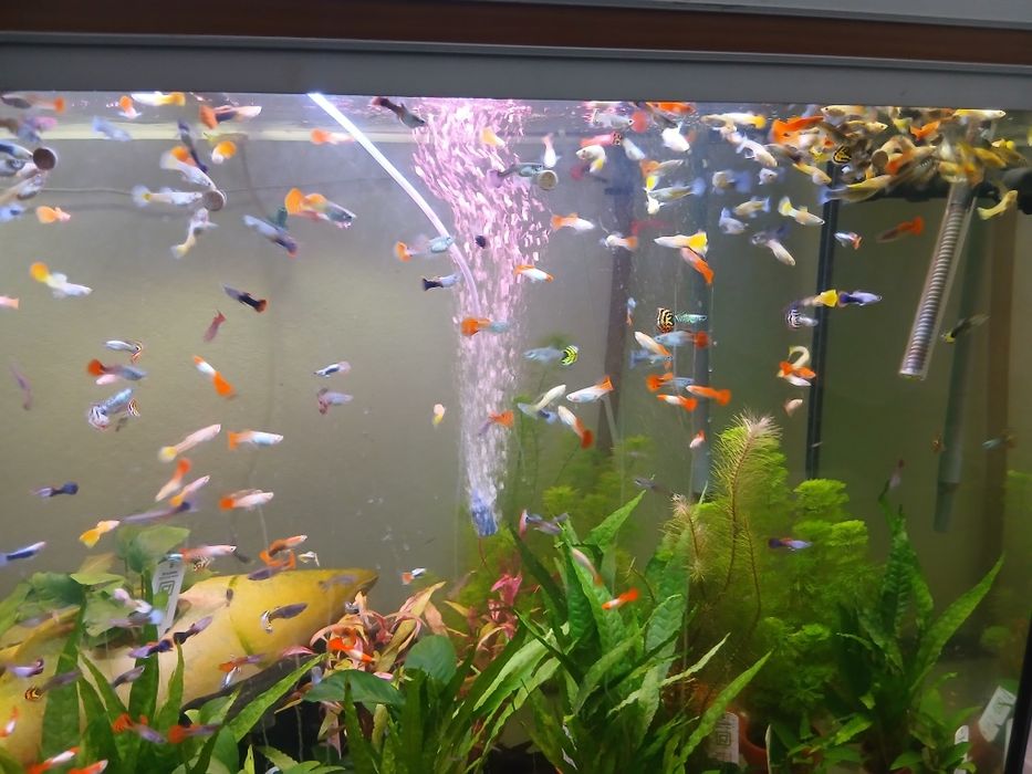 Guppys de varias raças disponiveis