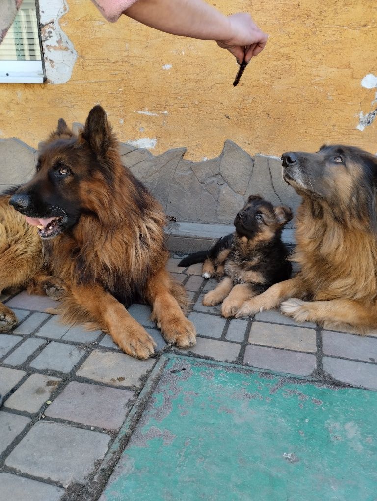 Продам щенка немецкой овчарки. Питомник Альфин. Родители Зевс и Гера