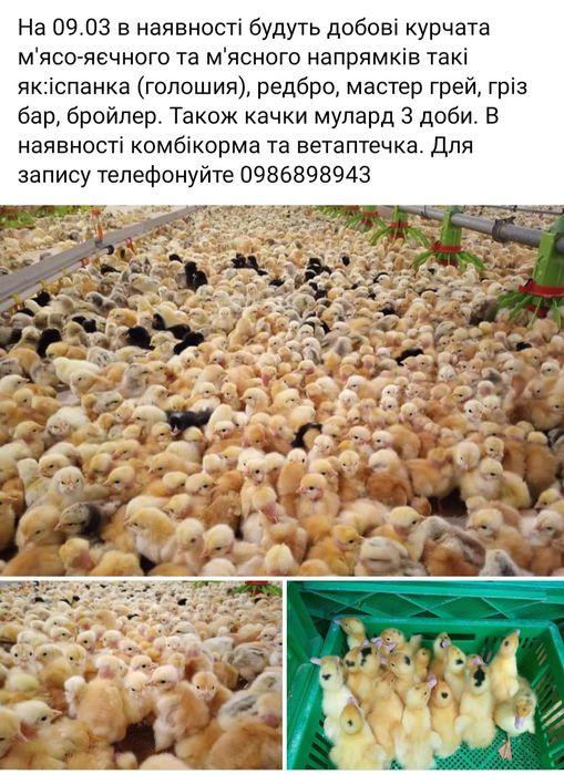 Продаю добові та підрощені курчата, качки