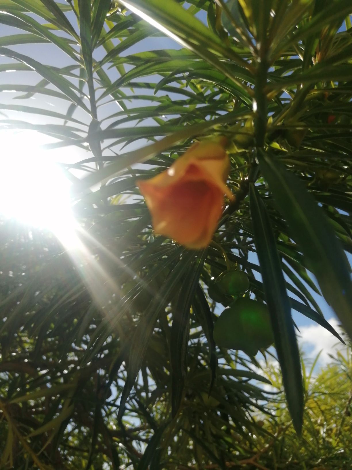 Semente de Planta mini jarros