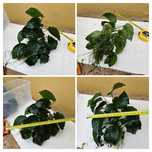 Anubias Muito  Grandes