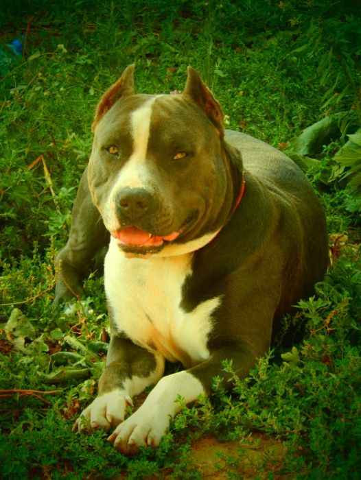 Амстафф. Вязка. Голубой.