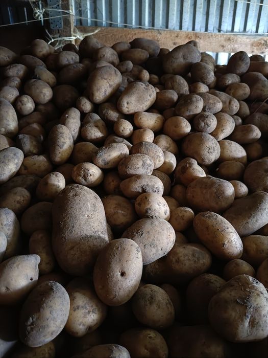 Ziemniaki nie sortowane