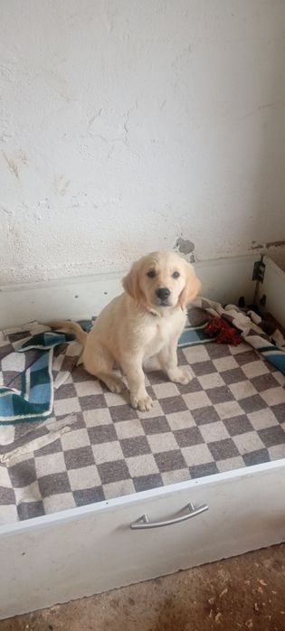 Golden retrivier menina