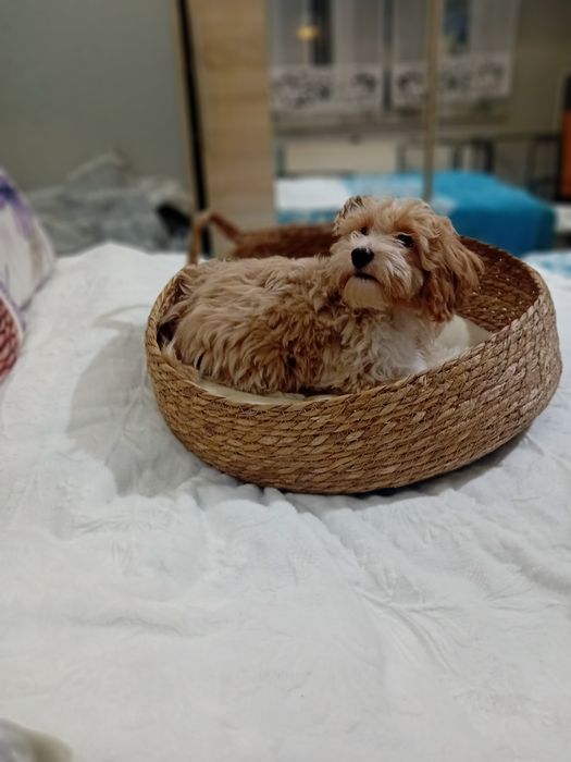 Maltipoo ,Maltańczyk  & Pudel toy ,piesek mini