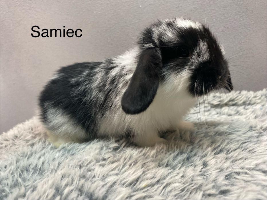 Mini lop króliczek miniaturka krolik