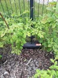 Skuteczne zwalczanie pluskiew, karaluchów, szczurów! Warszawa DDD