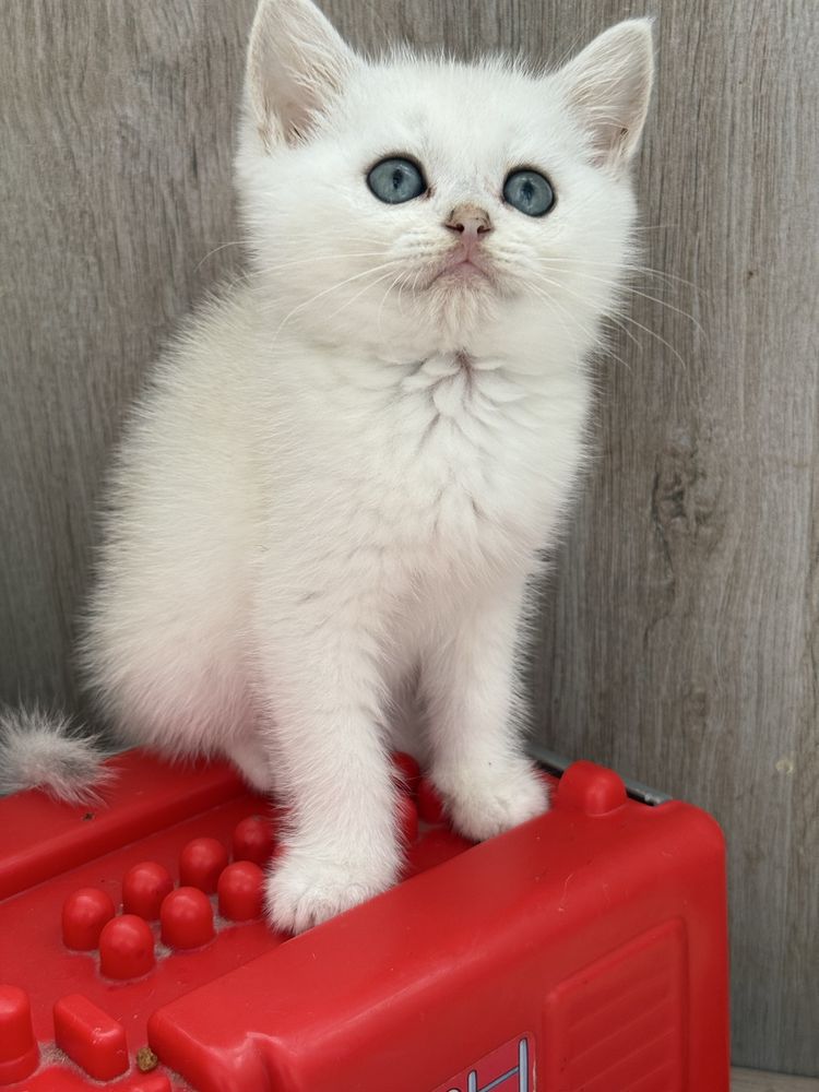 Macho chincila silver  british shorthair