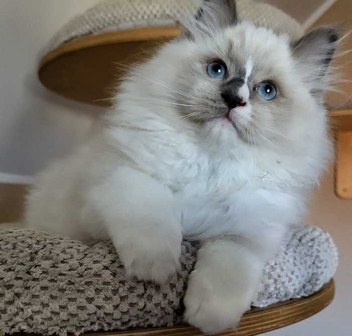 Kocięta Ragdoll  z rodowodem WCF