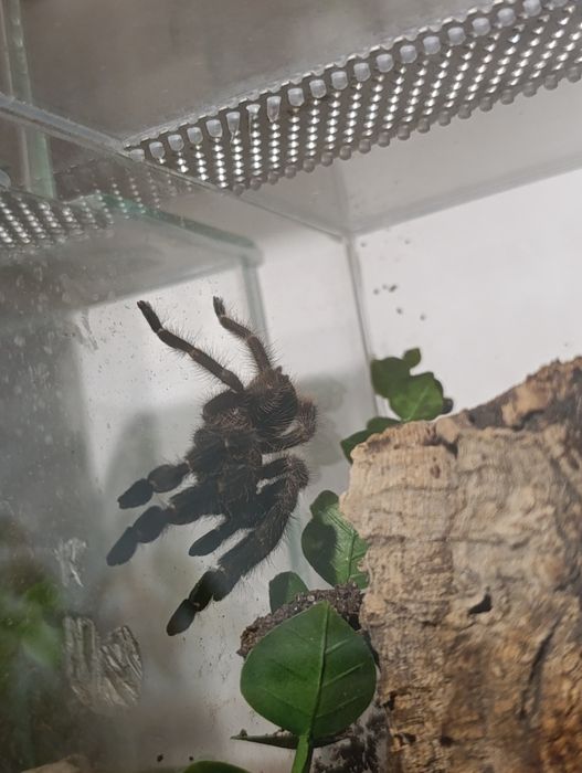 Psalmopeus reduncus