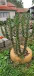 Planta cato picante.